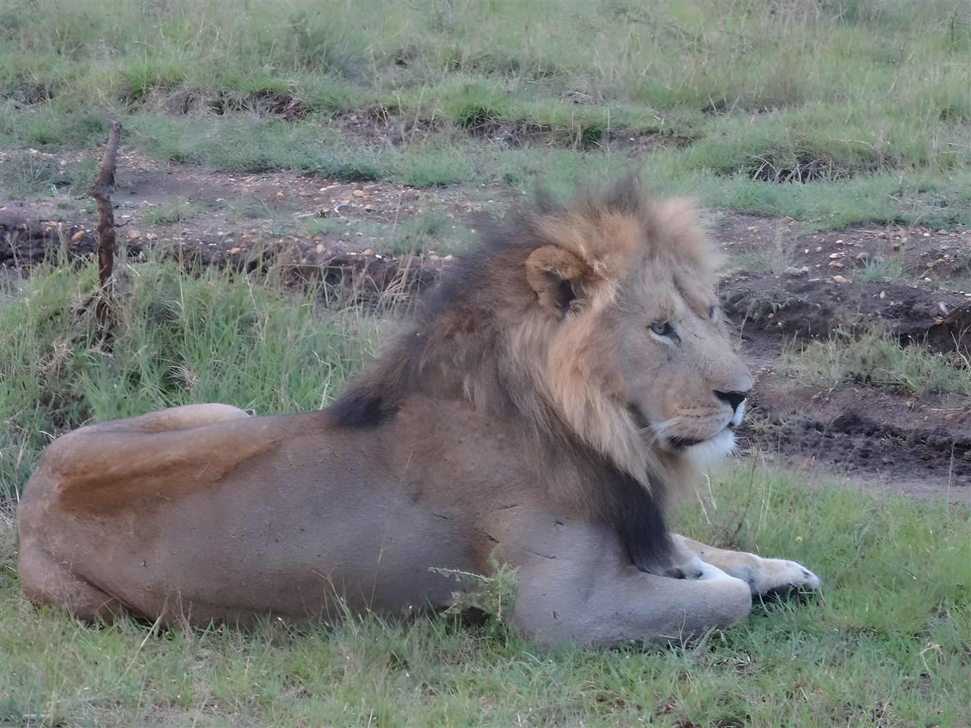 Lion in Kenya