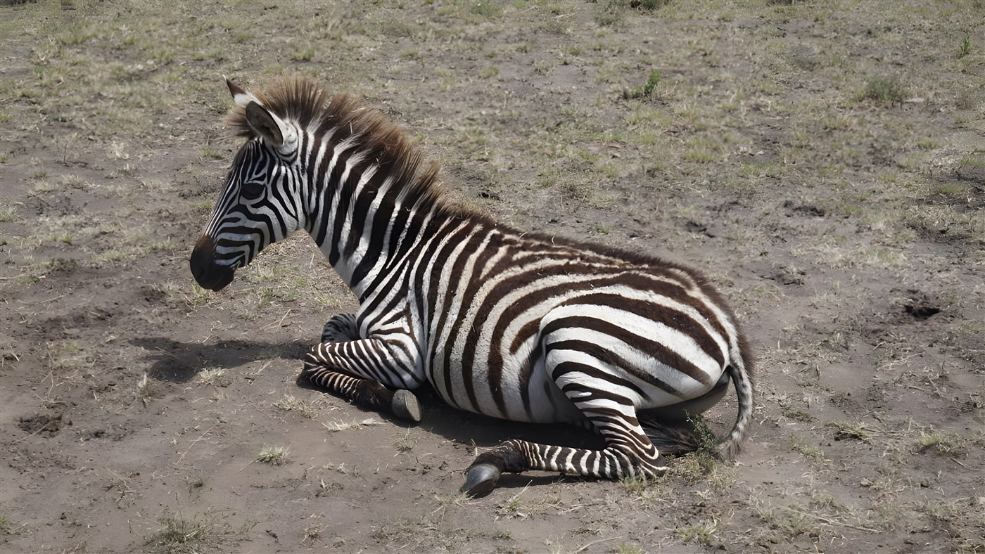A zebra sitting down in the Masai Mara