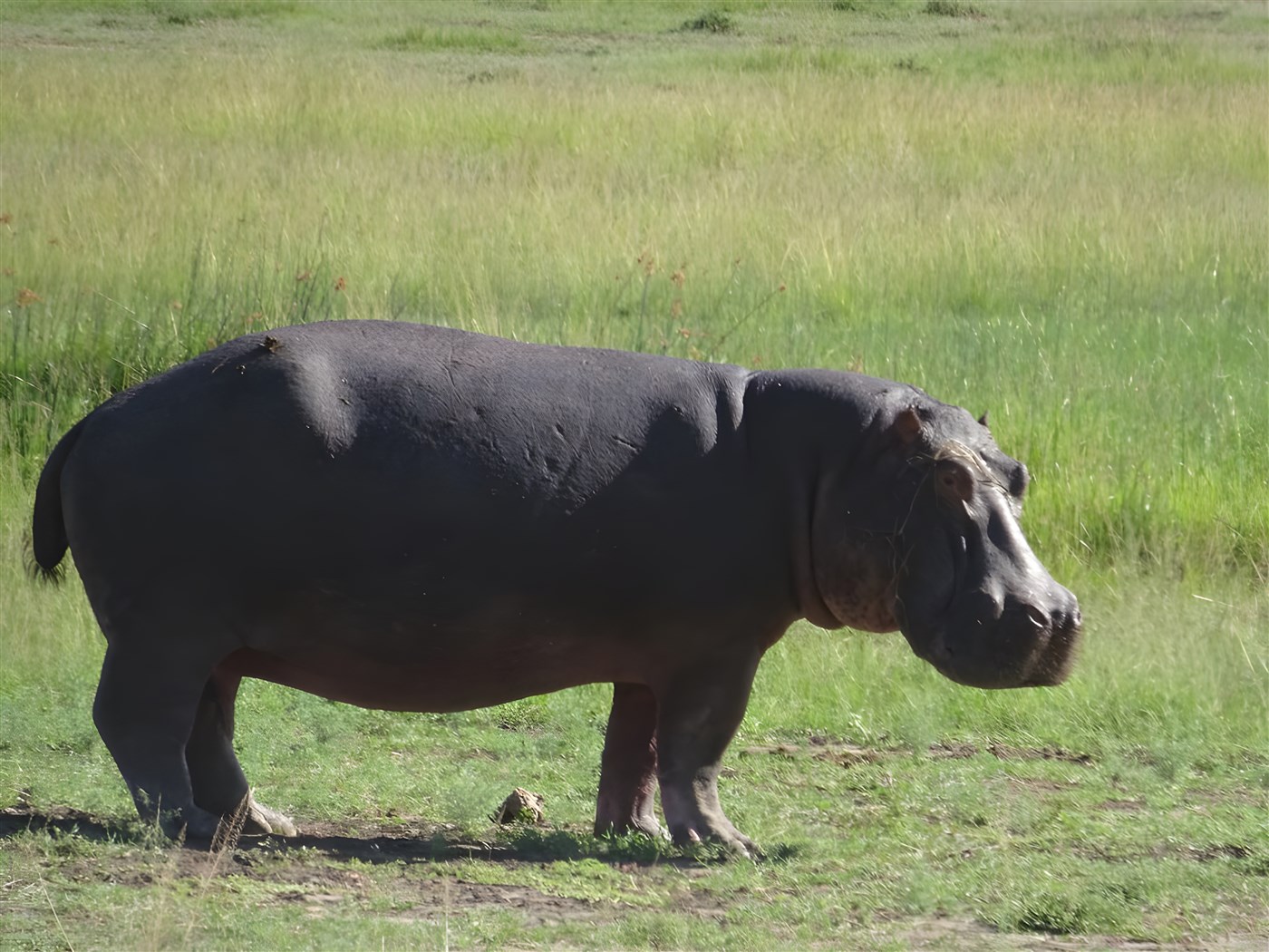 Hippo in Kenya