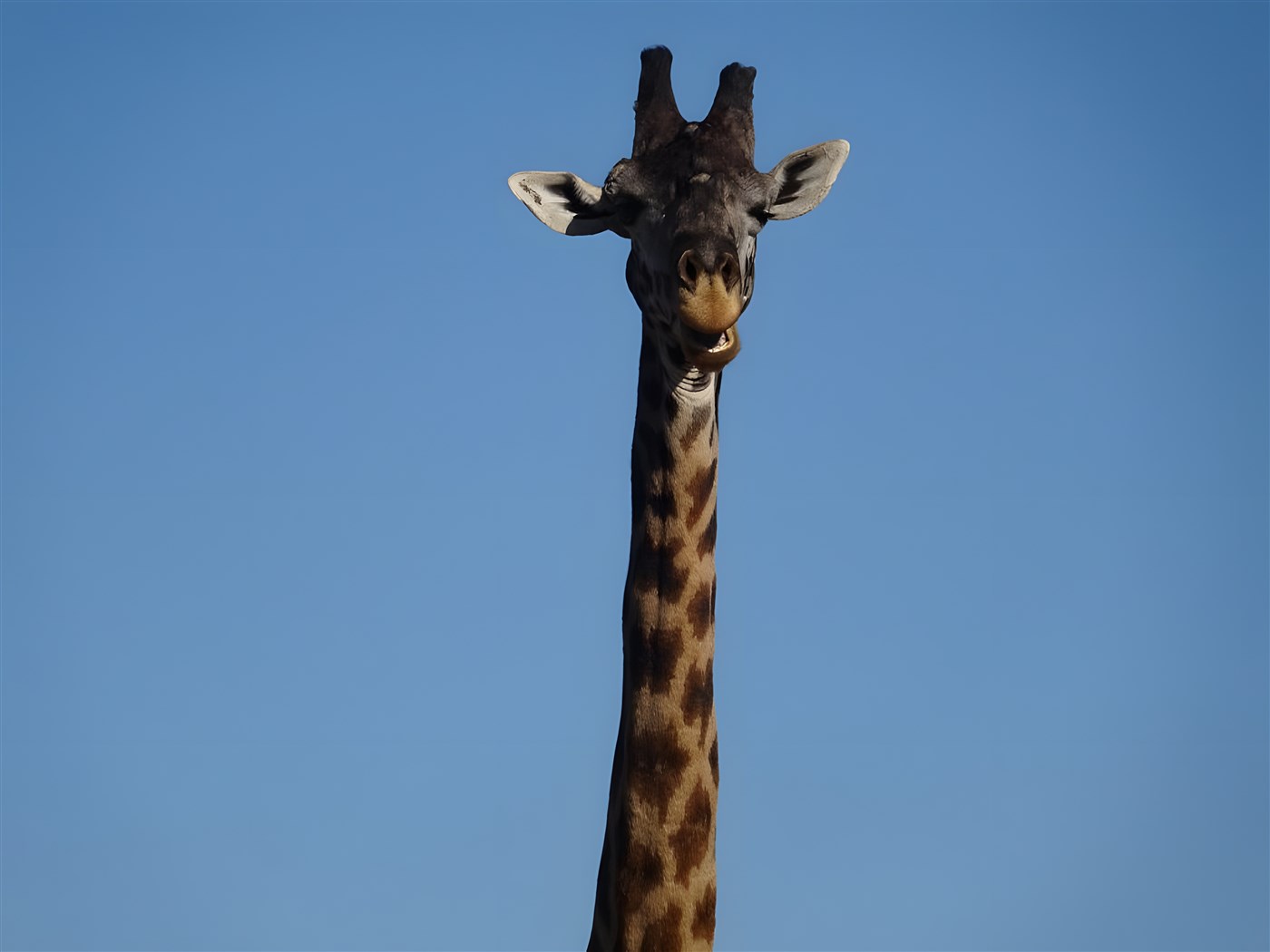 Giraffe in Kenya