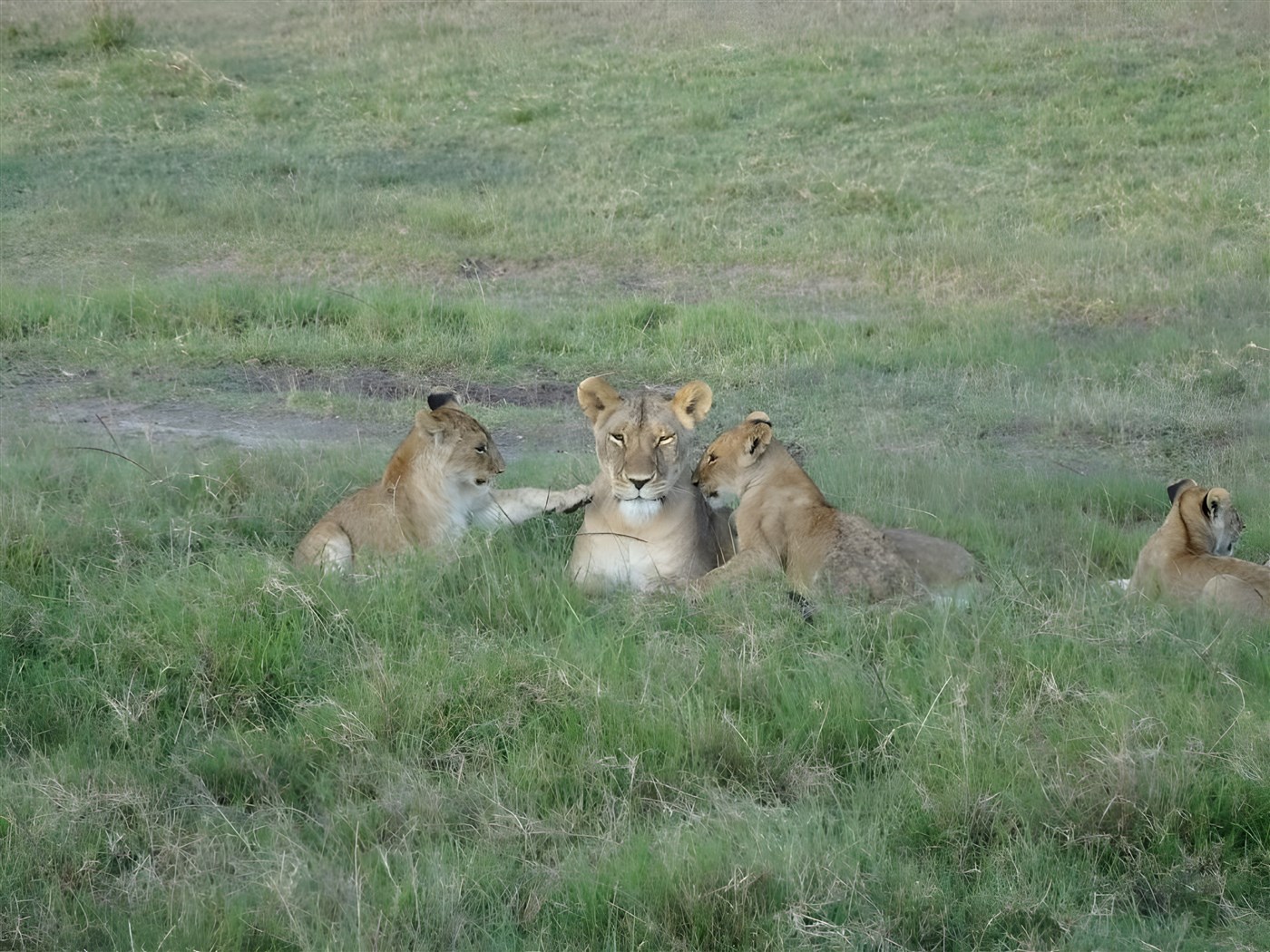 Lions in Kenya
