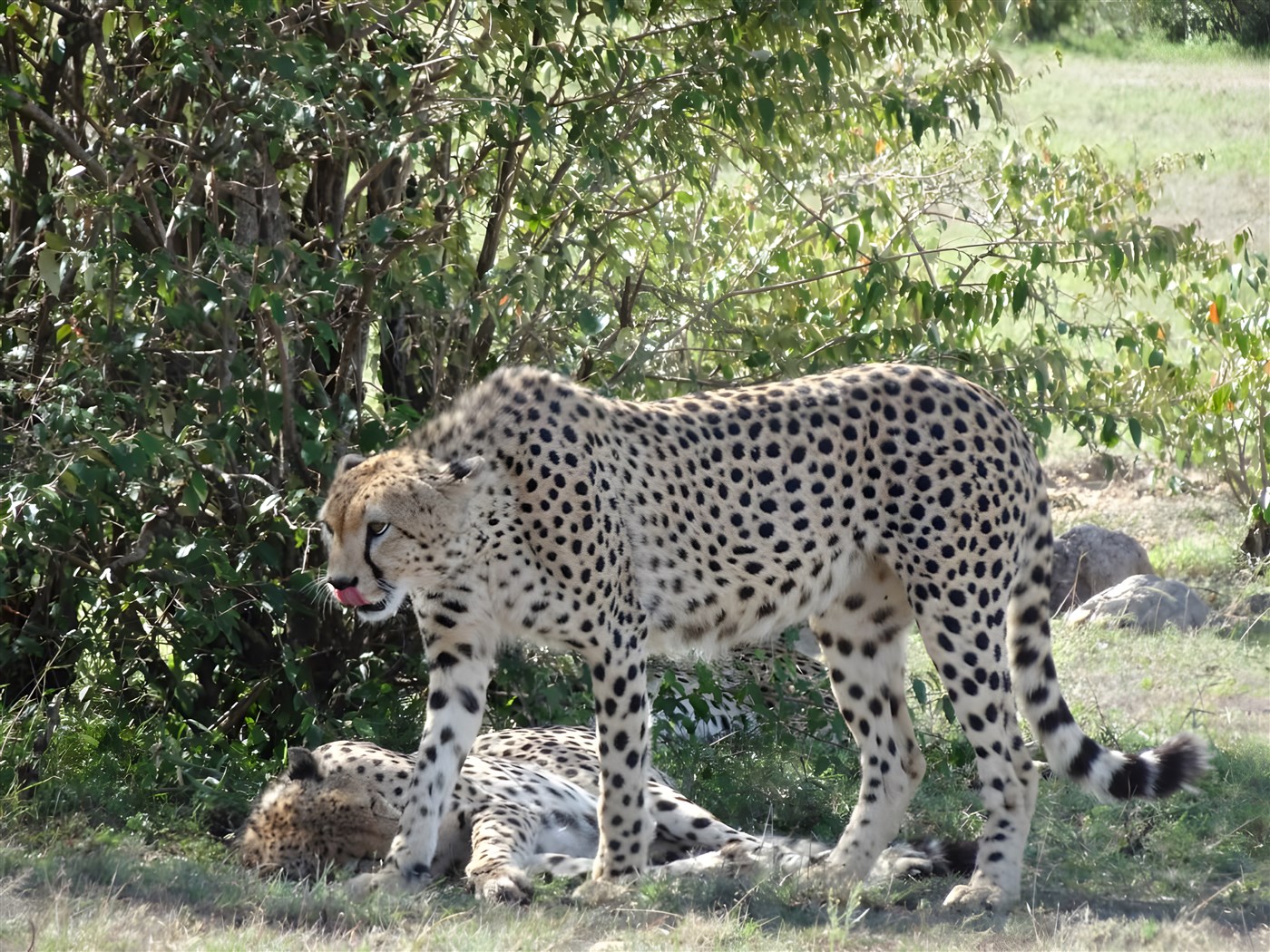 Cheetahs in Kenya