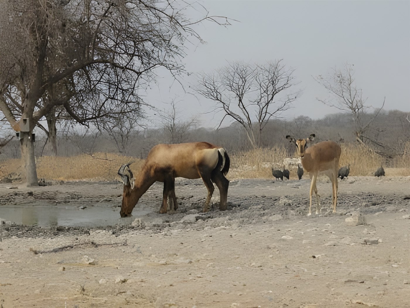 Wildlife in Namibia