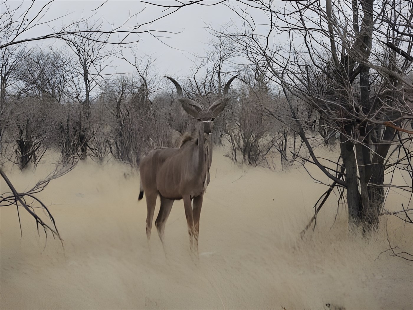 Spotting animals in Etosha National Park, Namibia