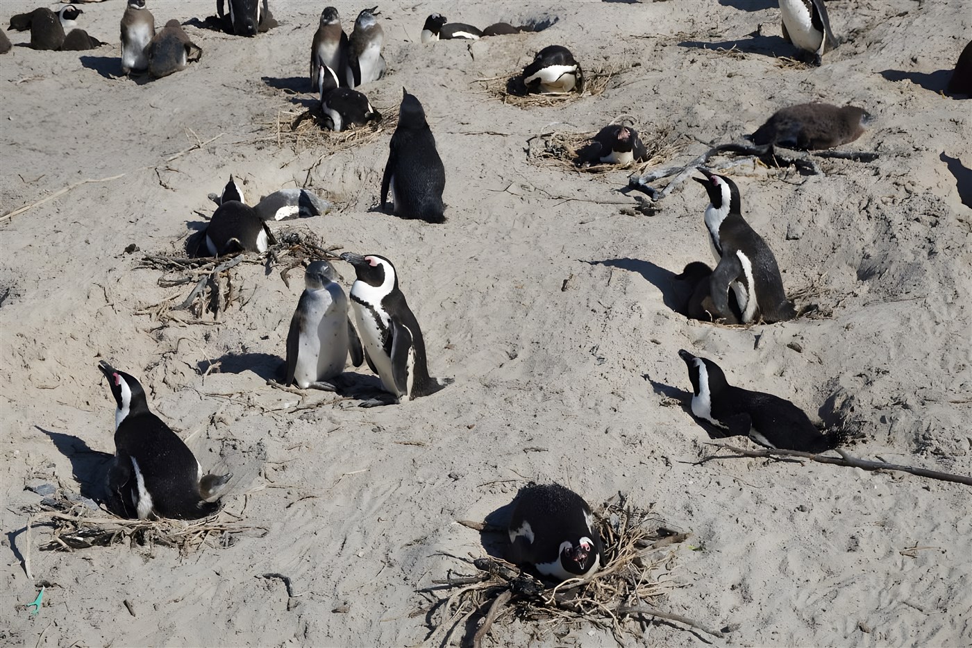 penguins in Cape Town, South Africa