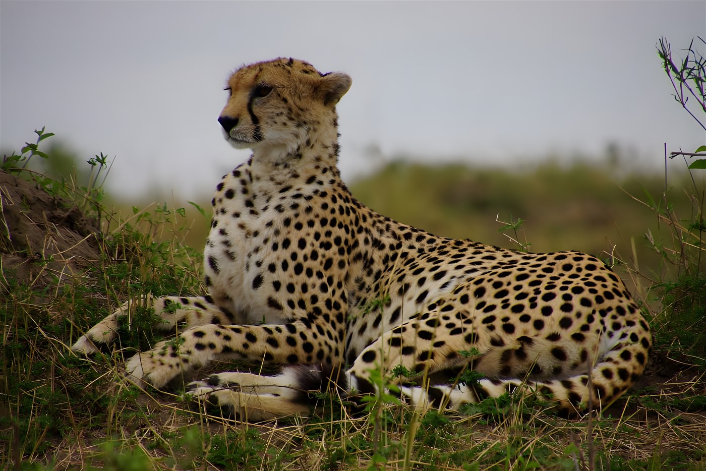 Cheetah