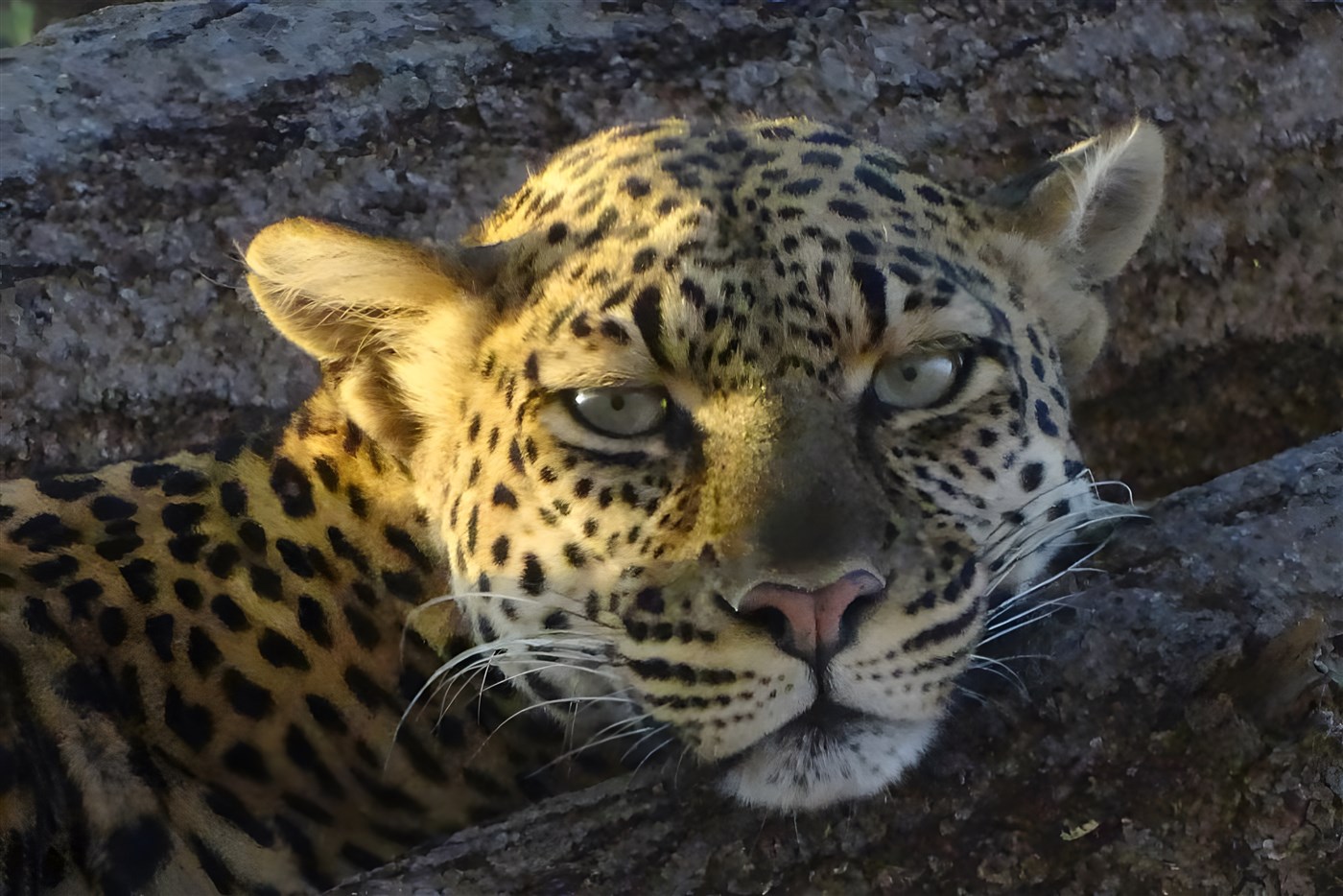 A beautiful leopard