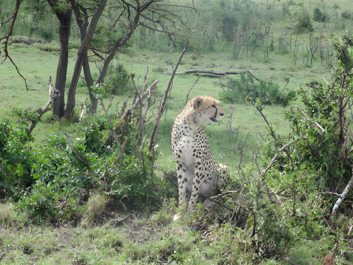 Cheetah