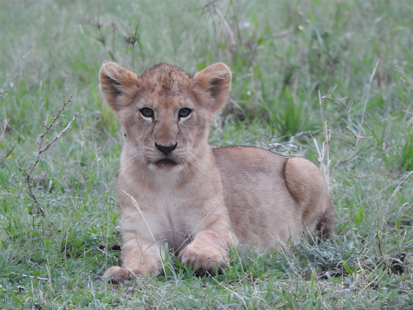 A cute Lion Cub in the Mara