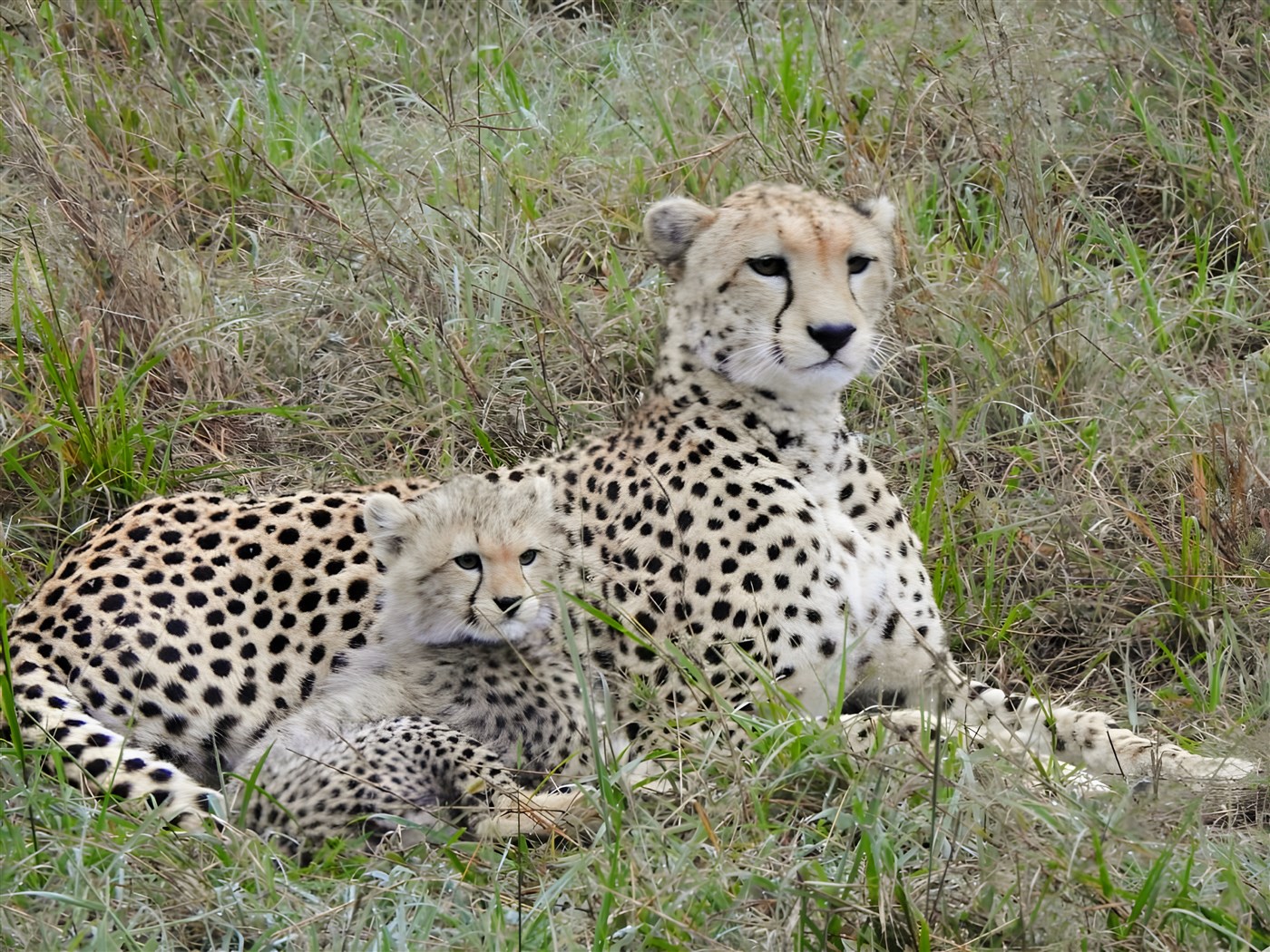 Cheetah and her cub in the Mara