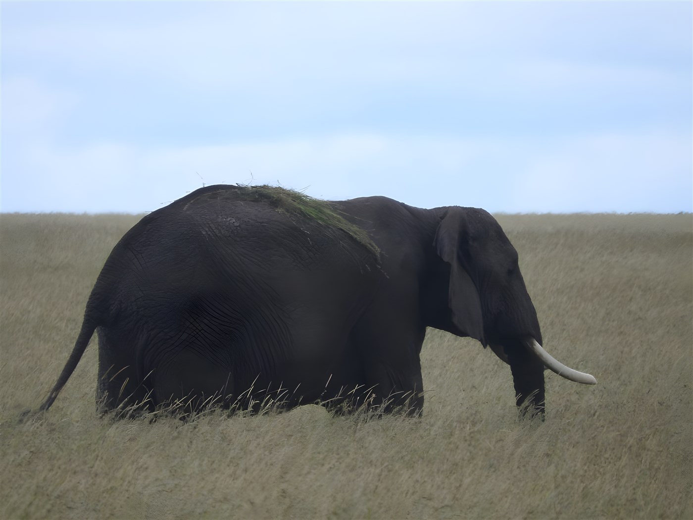 elephant on safari