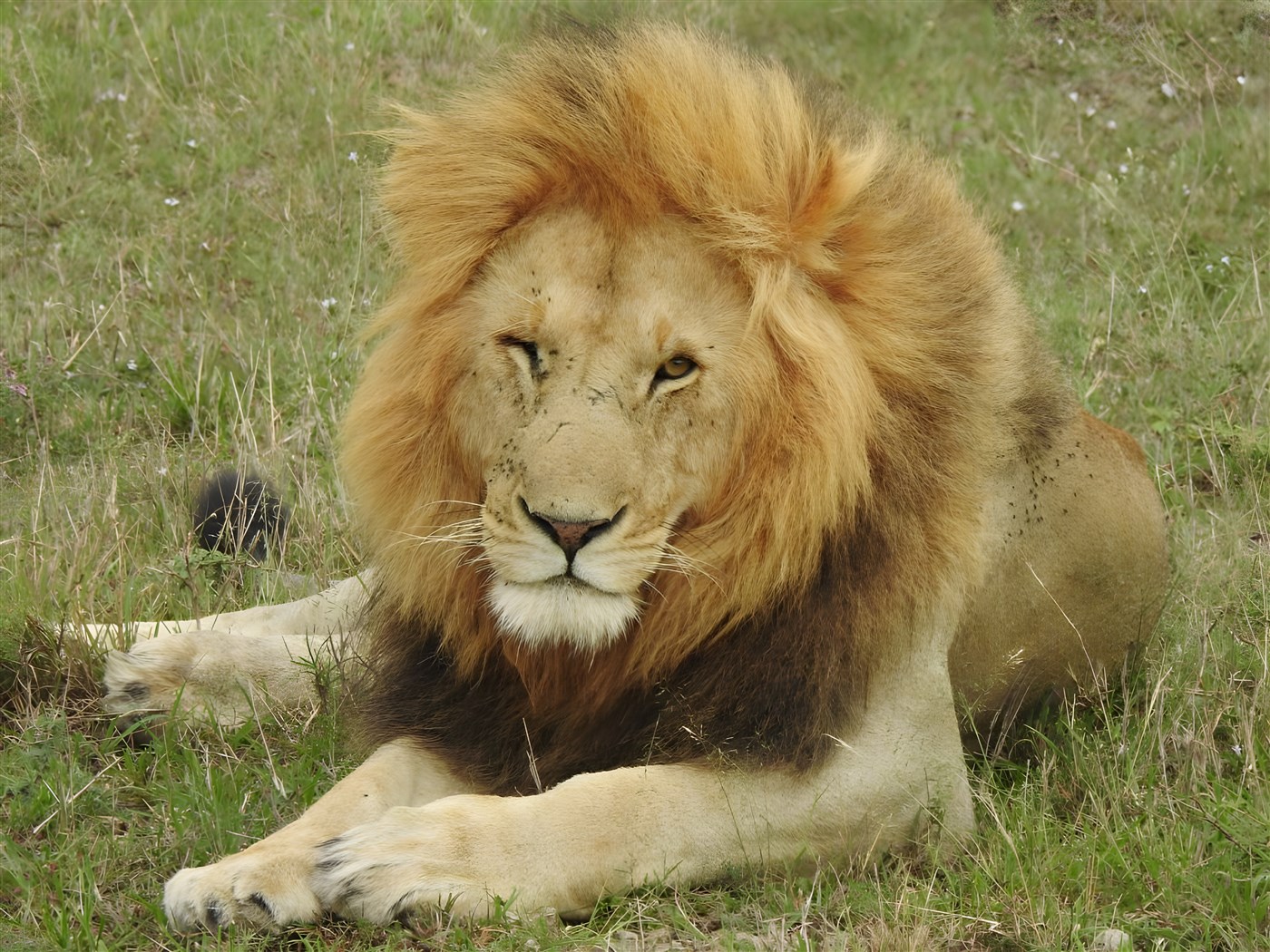 A handsome Lion in the Masai Mara
