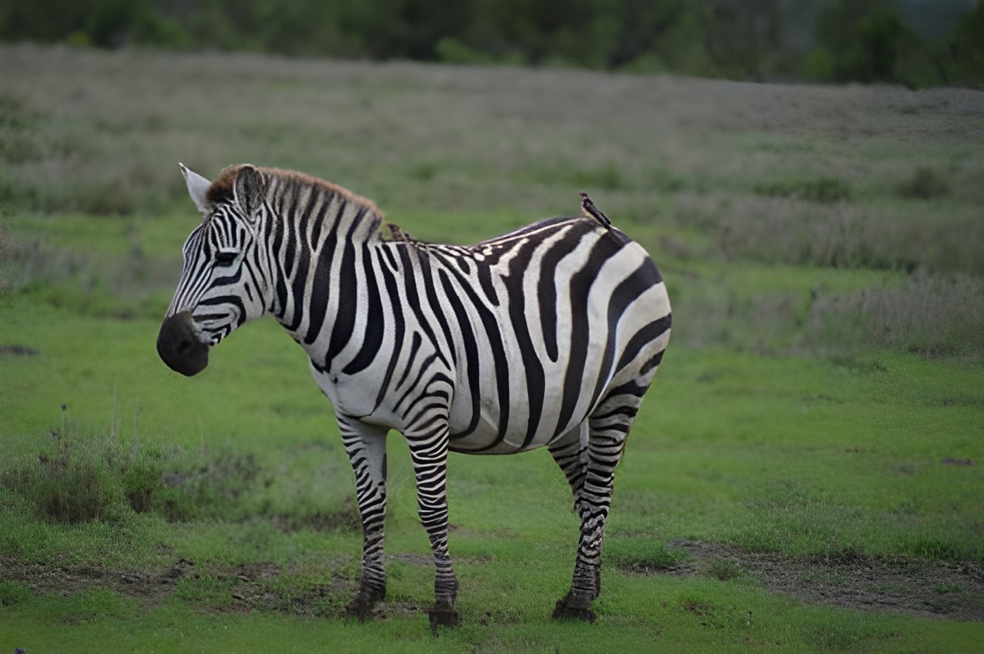 A Zebra on a Kenyan safari