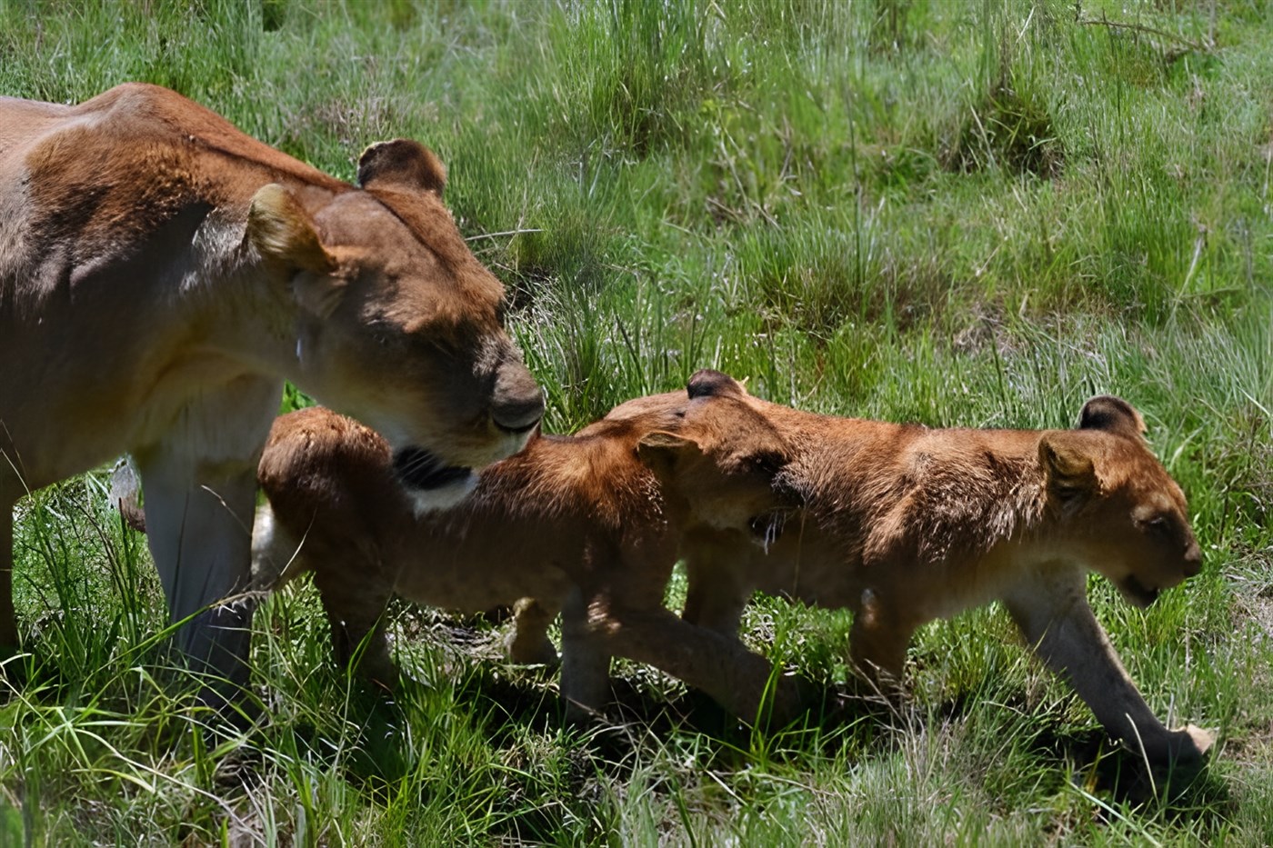 Lioness and two of her cubs walking alongside a Safari Vehicle in Kenya Africa.