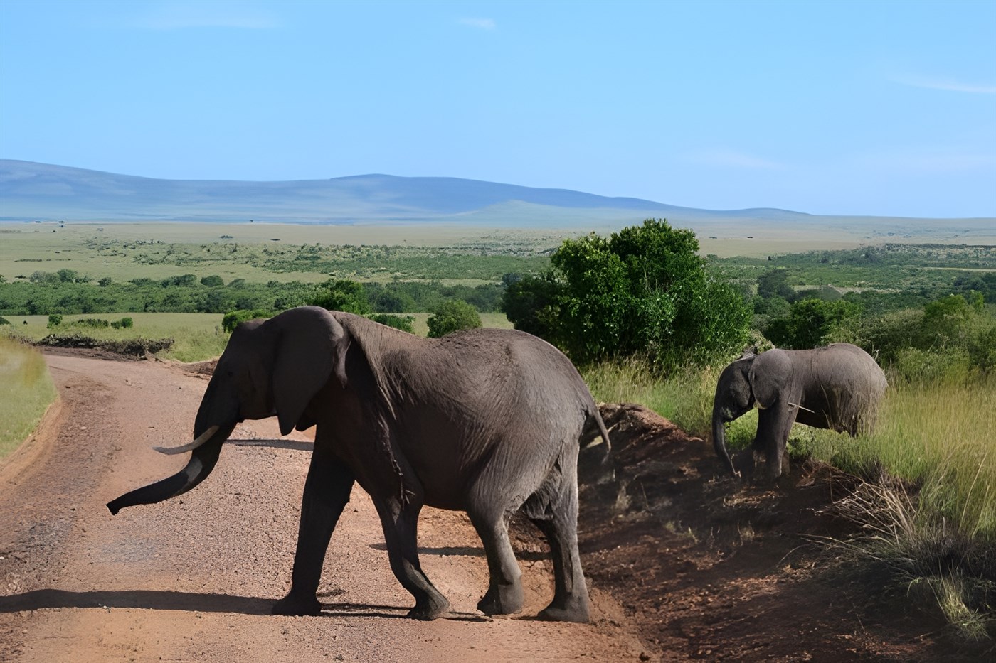 Elephants in the Masai Mara crossing the road. Photo By: Emma Holt