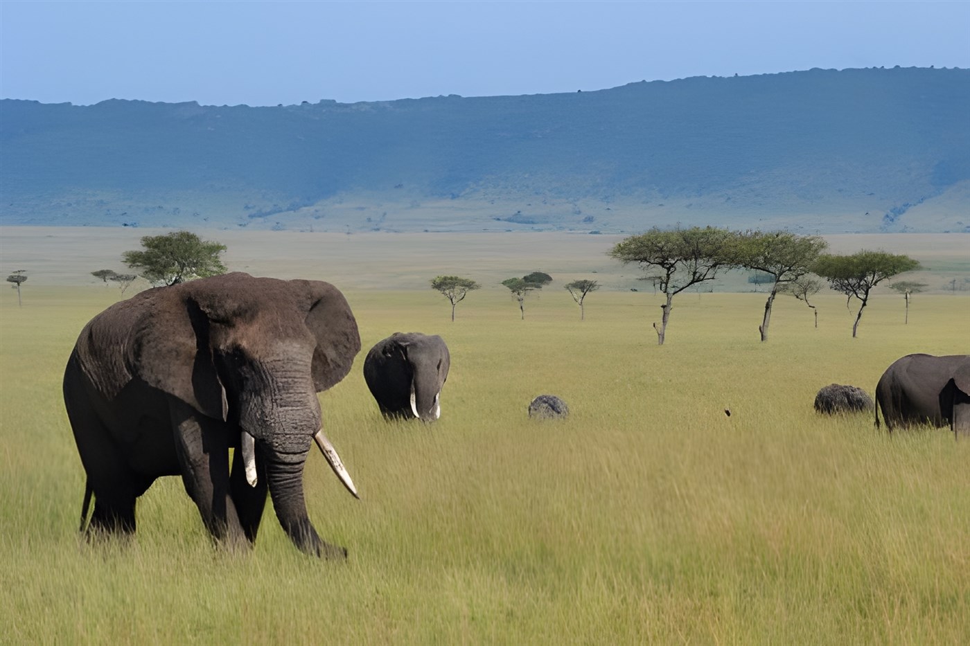 Landscape oriented photo of Elephants in the Kenyan Savannah.