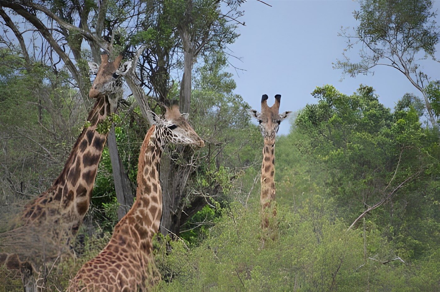 Giraffes in Kenya