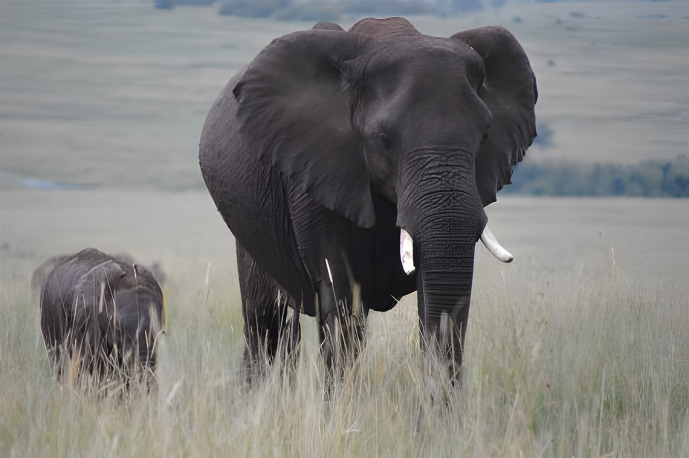 Elephants on a Kenyan safari