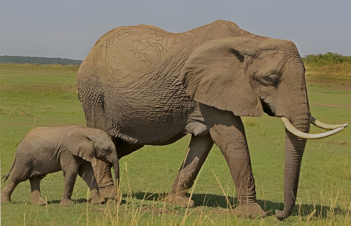Mum and baby elephants in Kenya