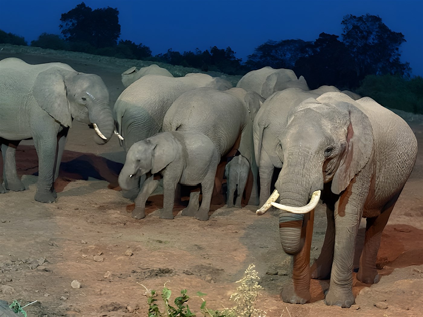 Elephants at The Ark Lodge