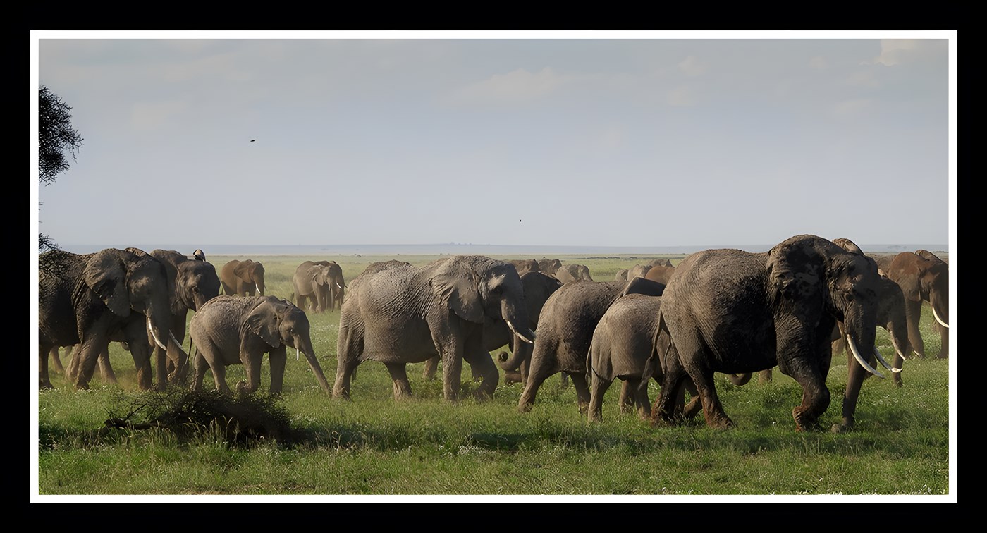 Herd of elephants