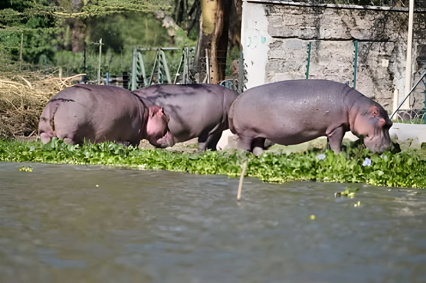 A trio of Hippos