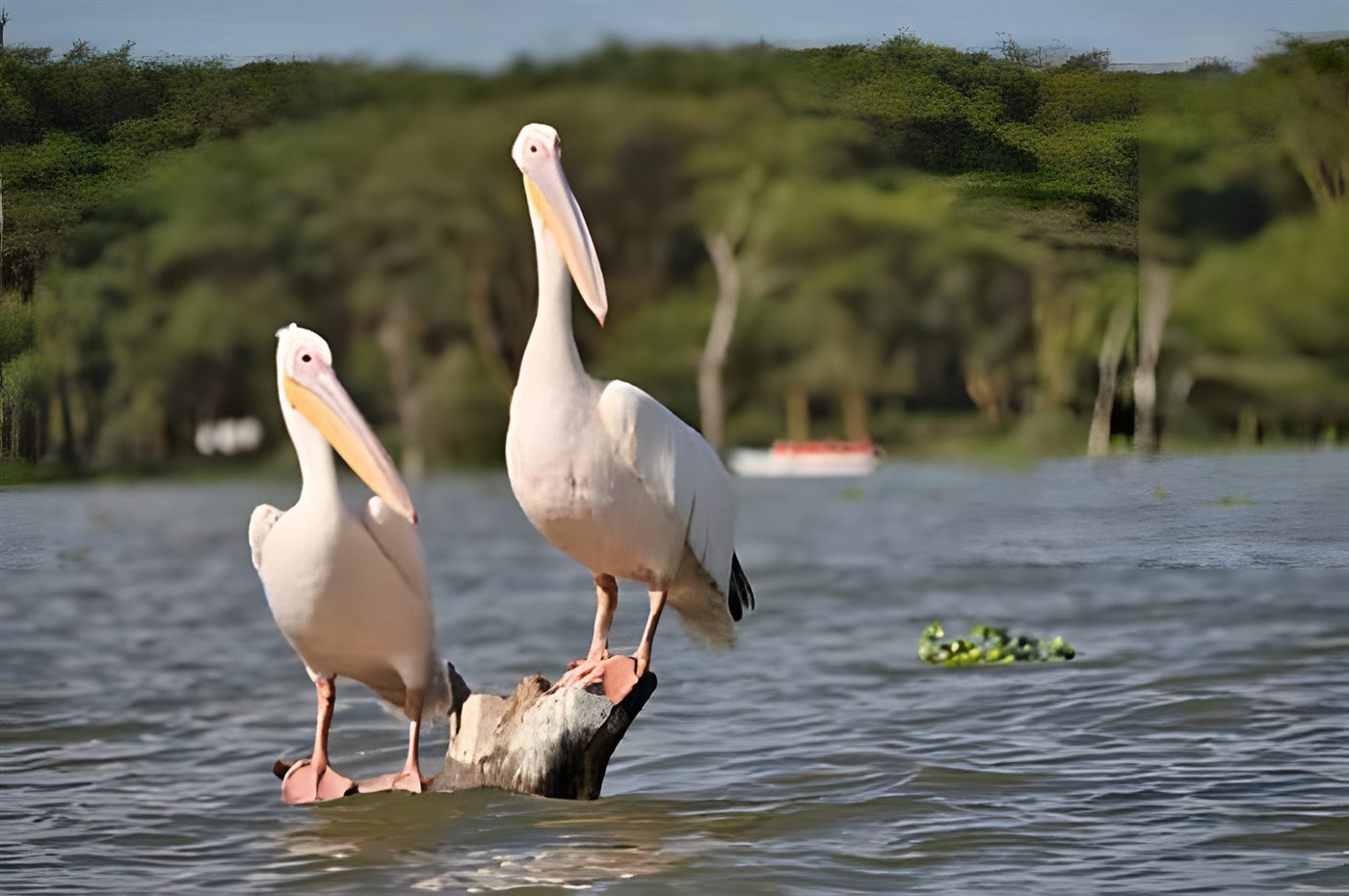 Two pellicans Up close with a Hippo!