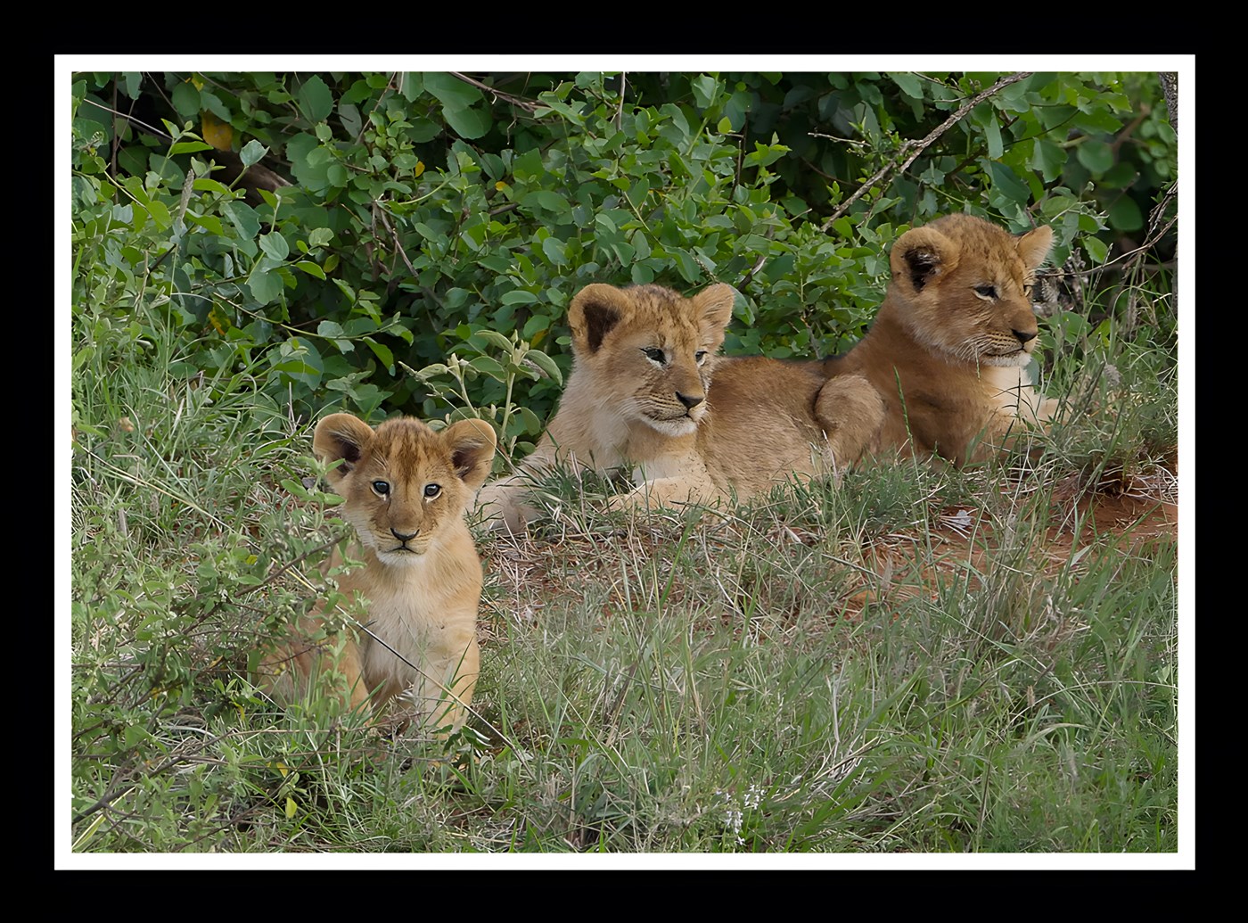 Adorable Lion Cubs
