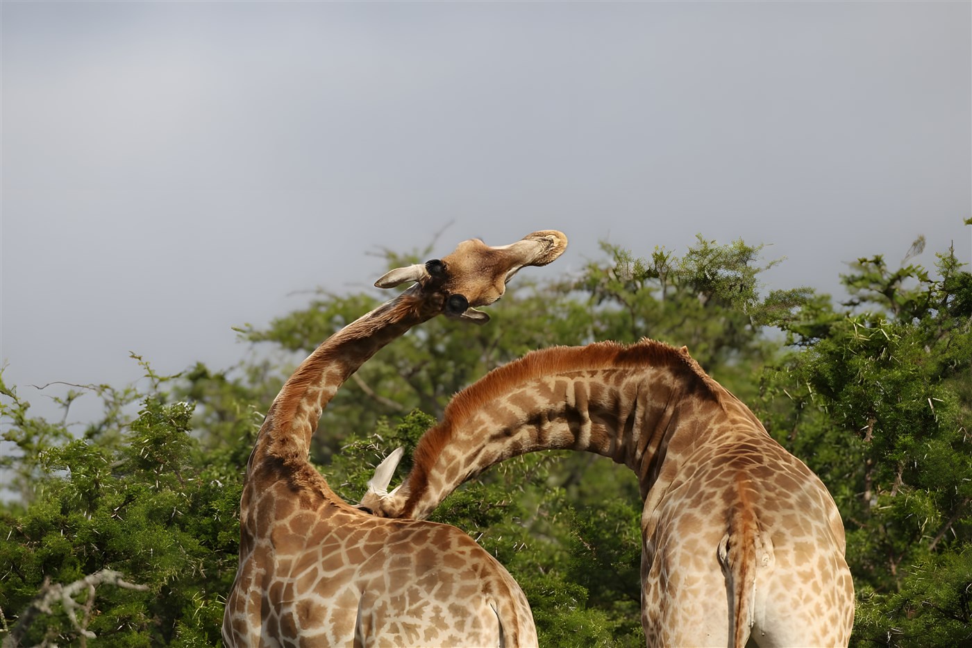 Giraffes at play in Pumba Game Reserve in the Eastern Cape.