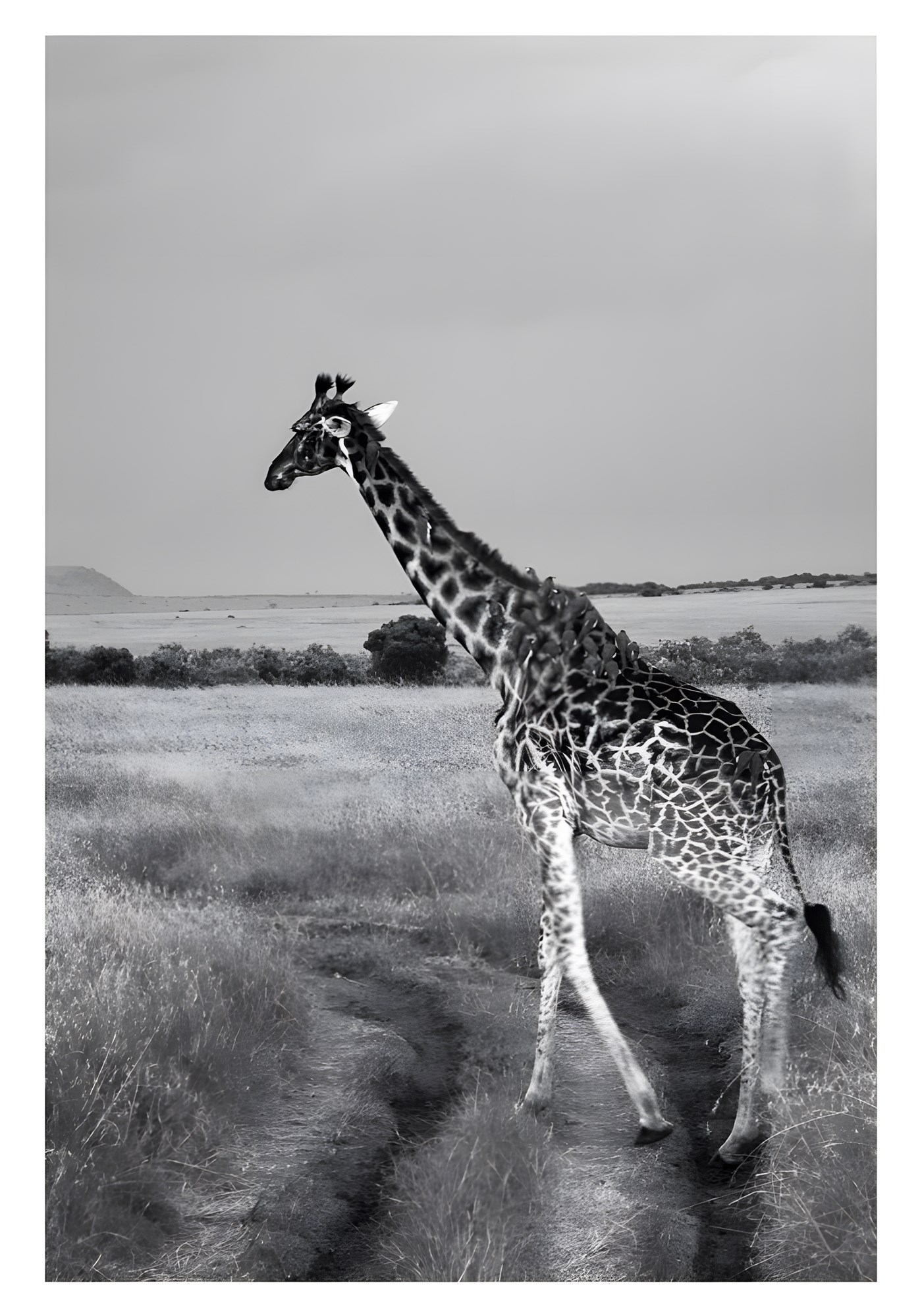 Giraffe