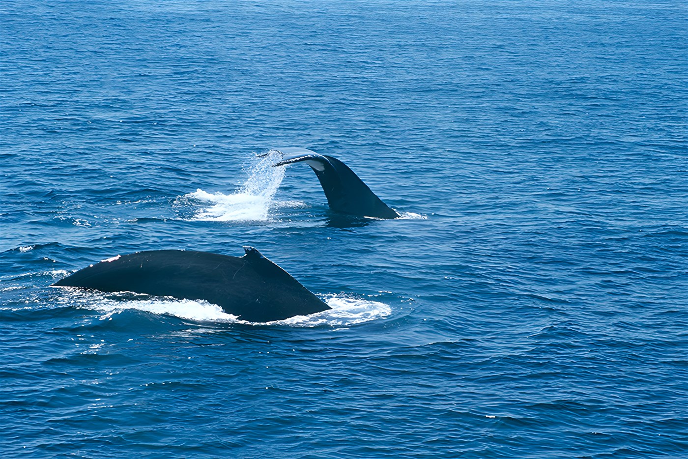 Whale Watching