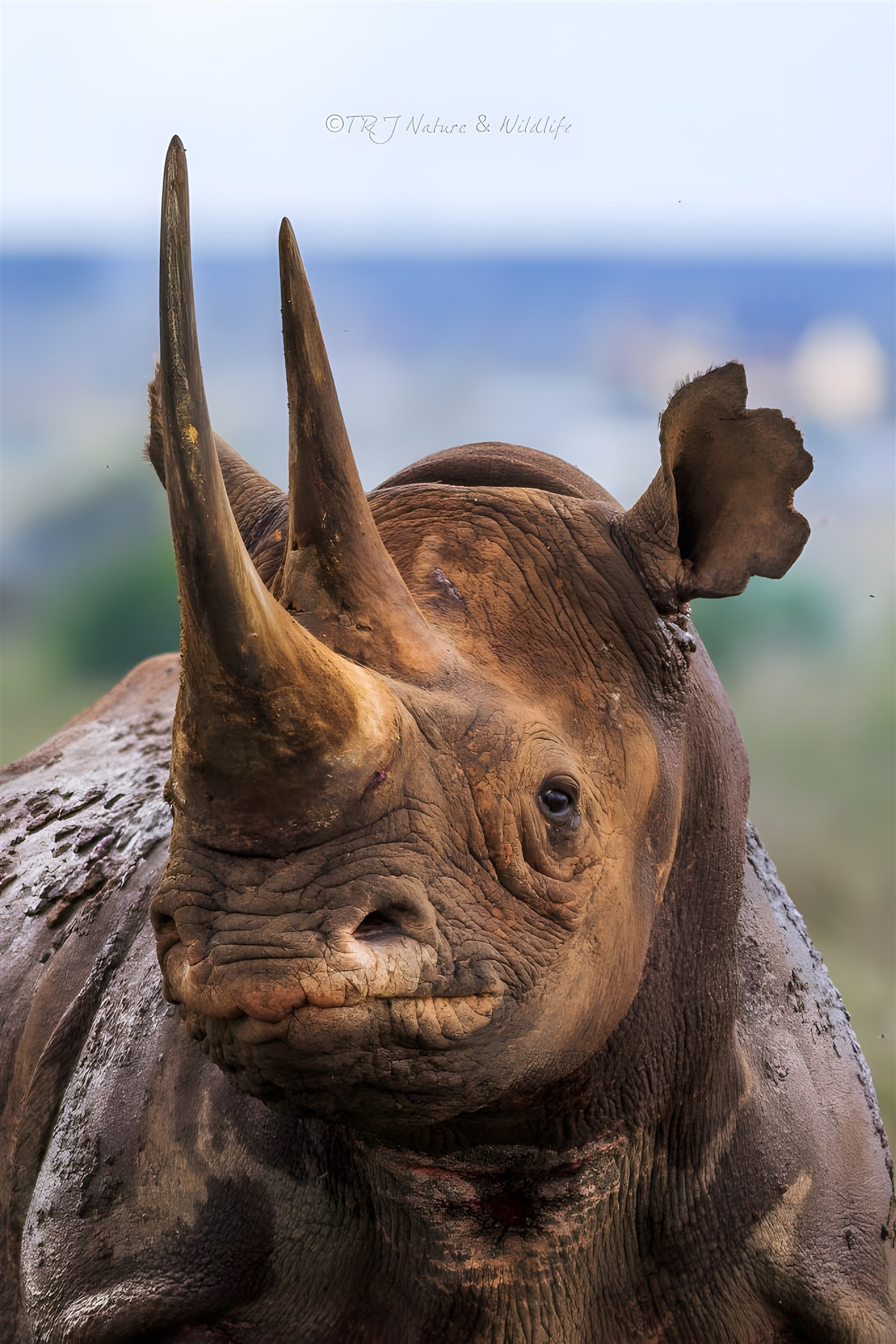 Black Rhino close-up Portrait