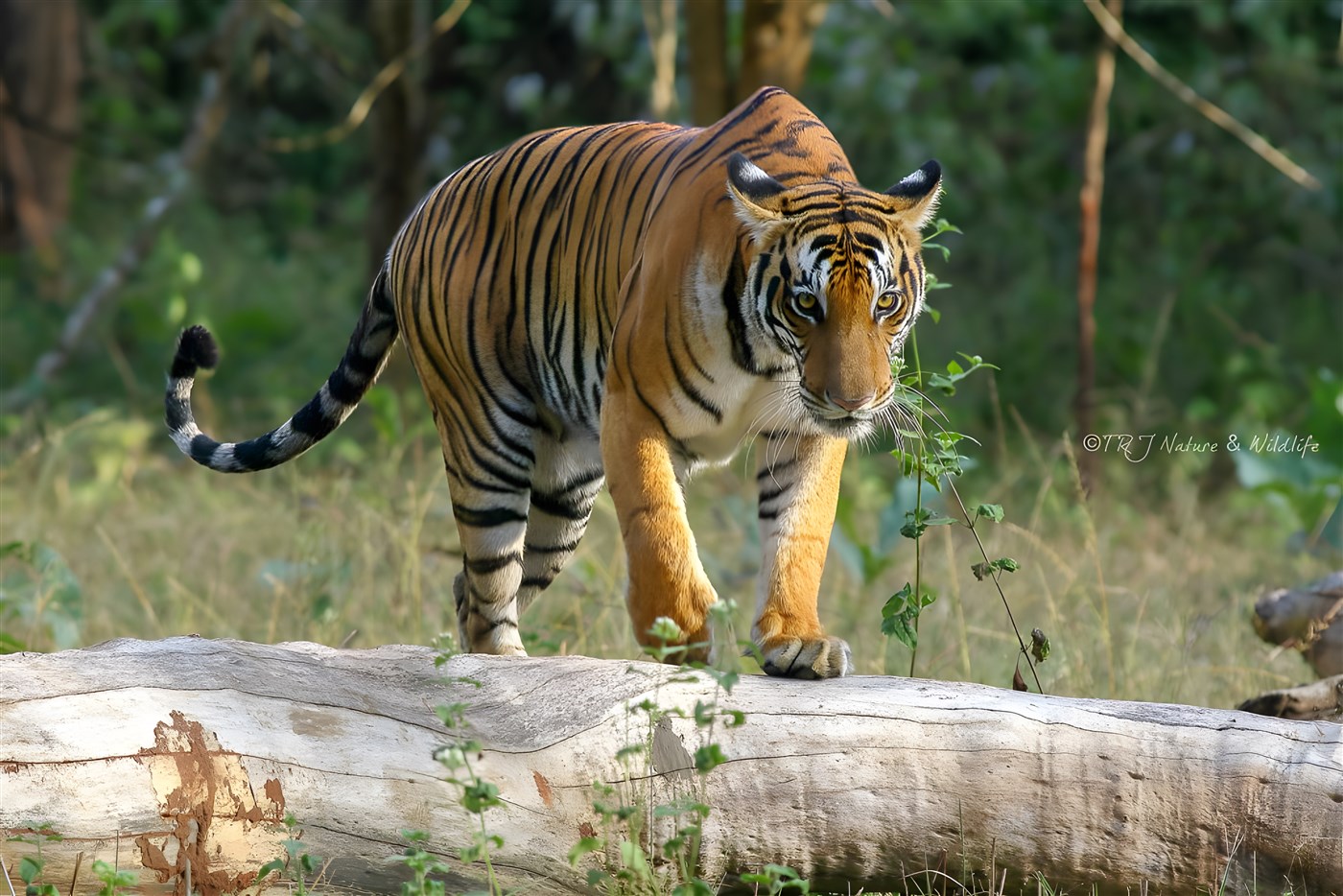 Tigress gives a stare during her morning walk – Kabini Backwaters, India.