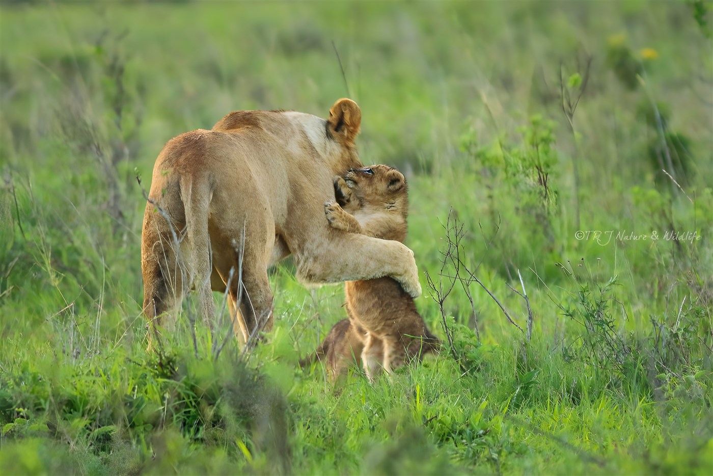Lioness goes to greet her cubs after completing her meal - Nairobi National Park