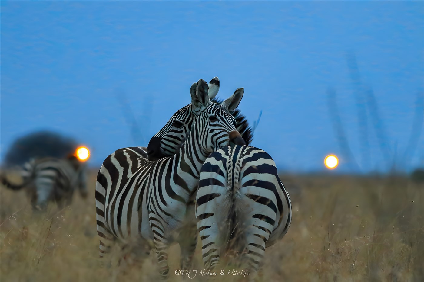 Zebra Couple Hug each other on a late evening – Nairobi National Park