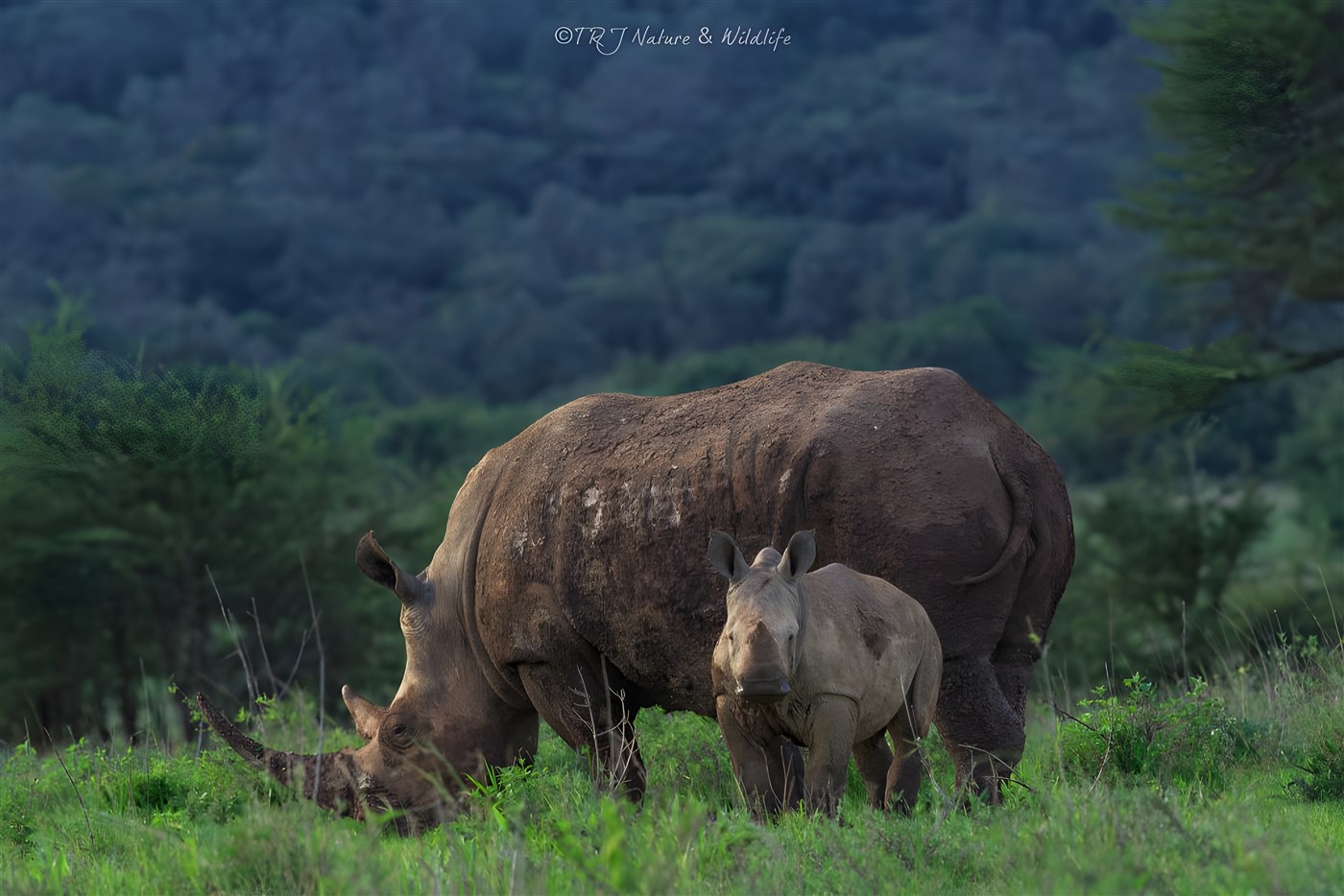 Black Rhino with her little one on a late evening.