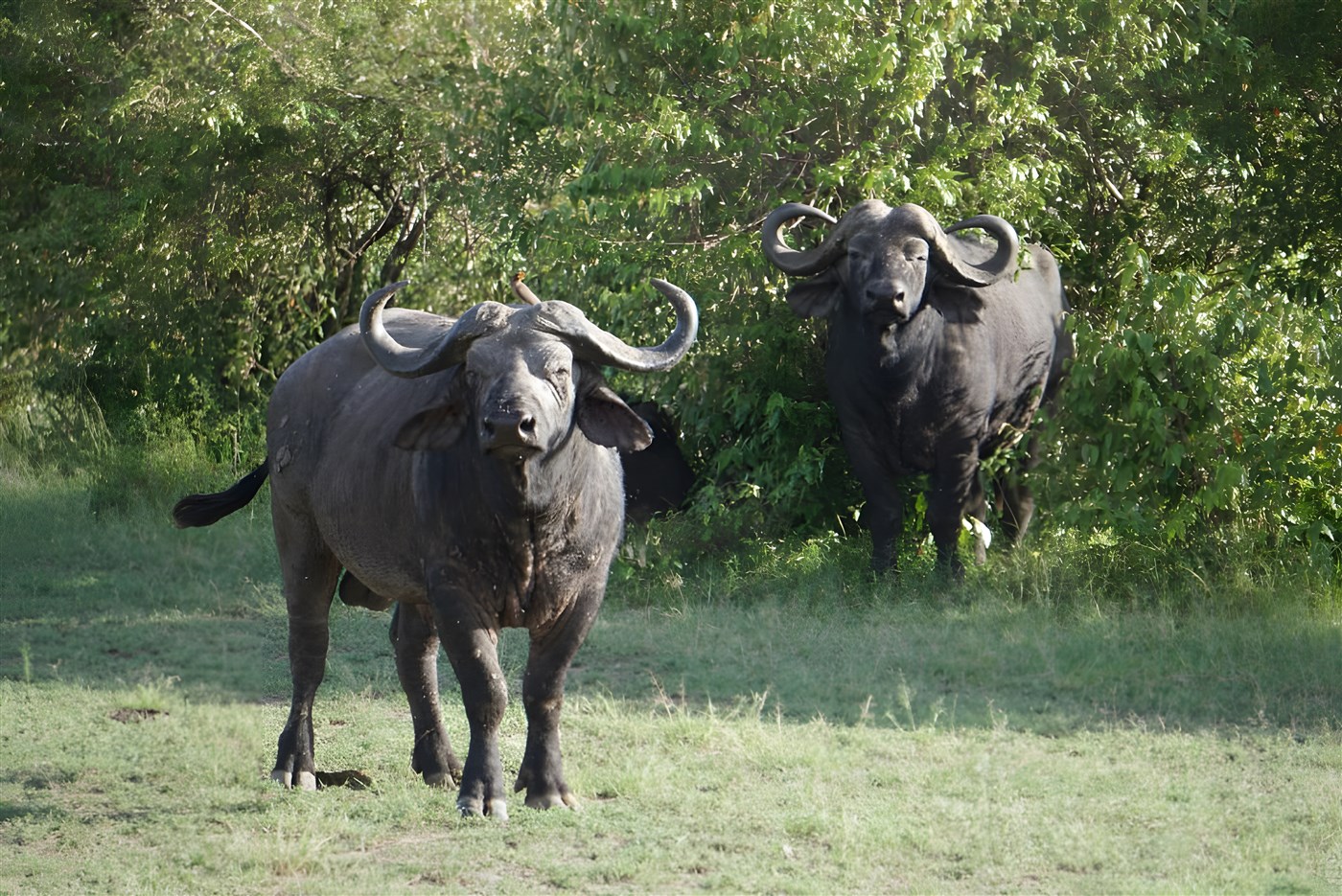 Buffalo in Kenya