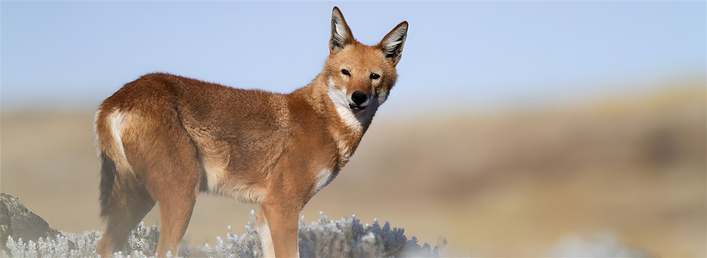 Ethiopian Wolf