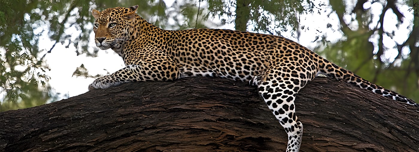 Leopard in a tree in Kenya