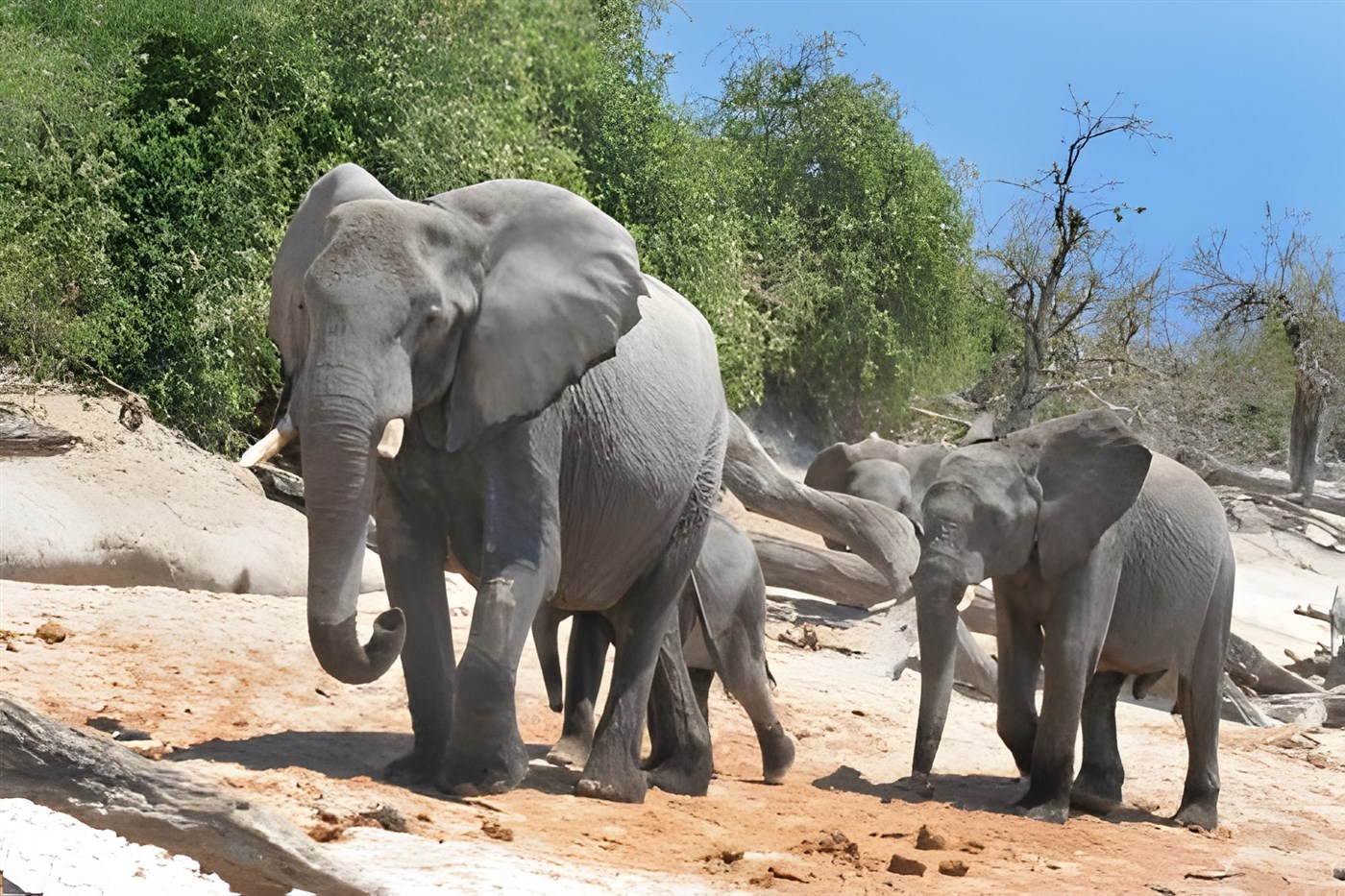 Botswana: Chobe National Park Elephants on a riverbank