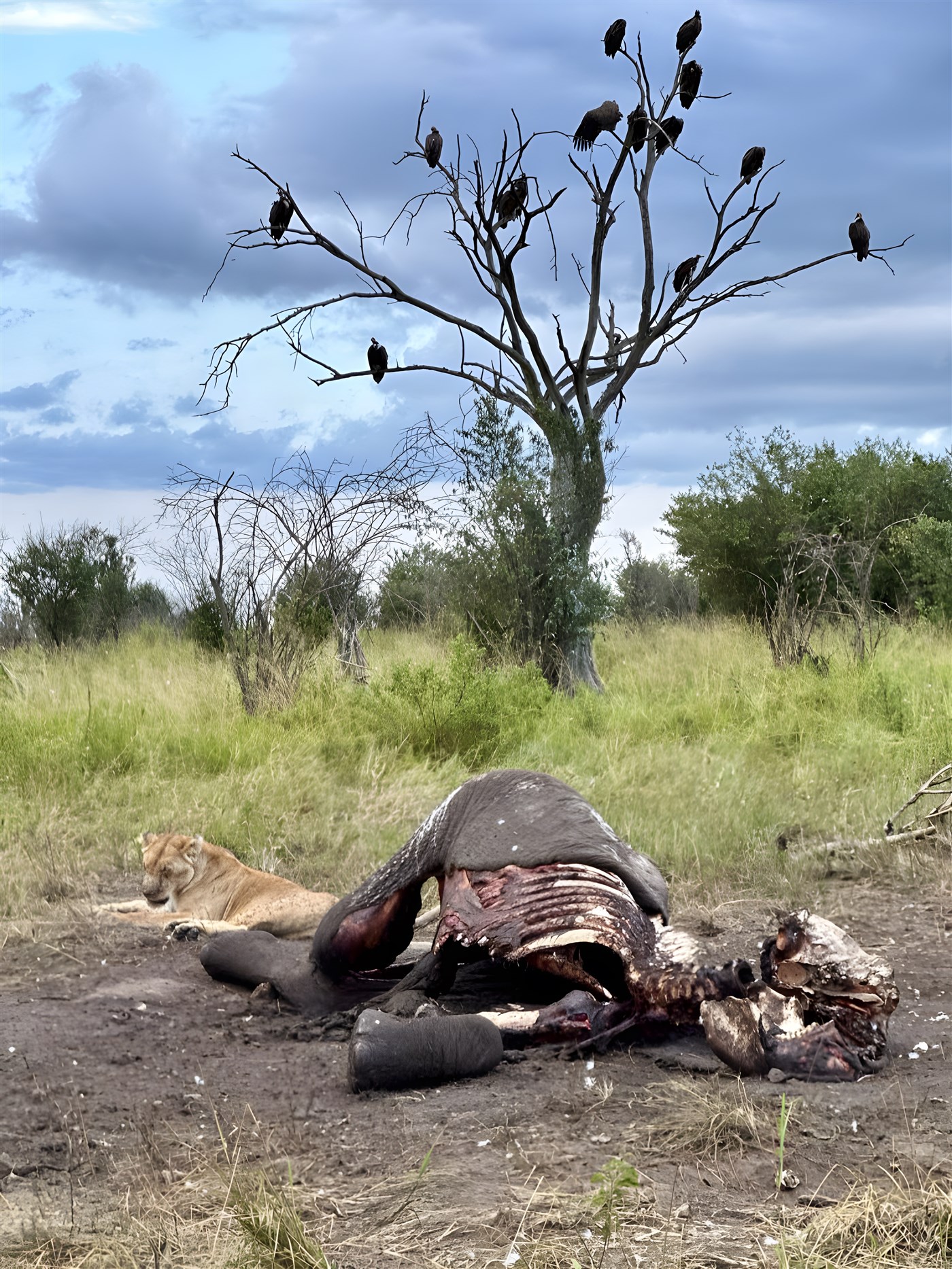 Dead animal carcass in the foreground with lioness behind it, grass and bush and a bare tree filled with over a dozen vultures is in the background