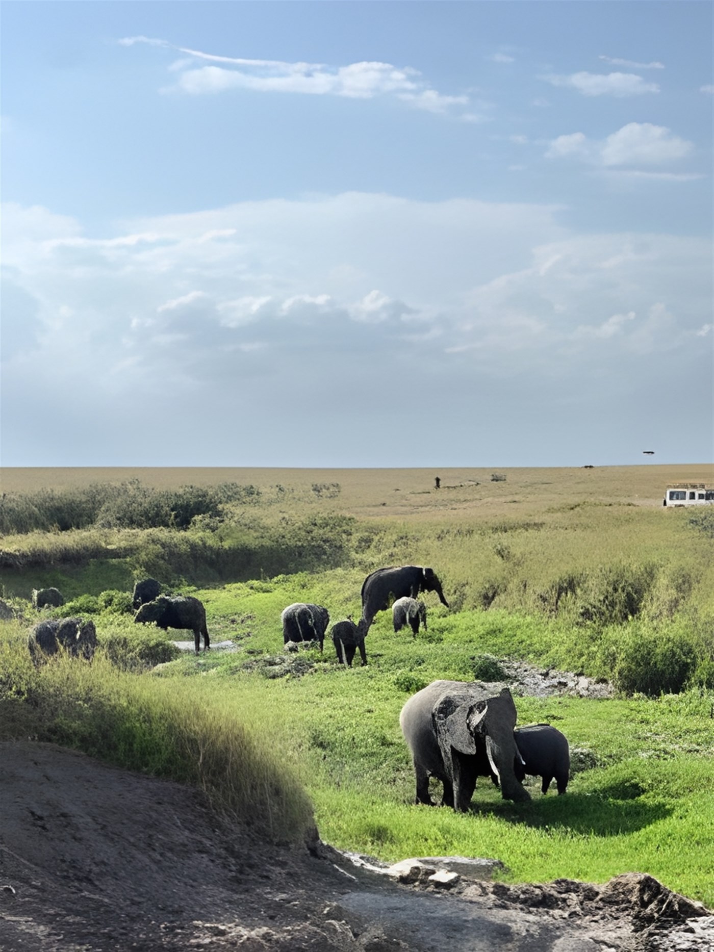Elephants on the grassy riverbed in the Maasai Mara National Reserve