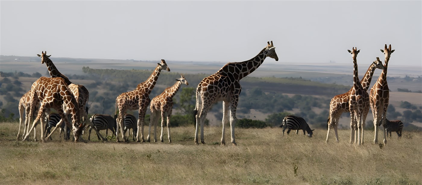 Giraffes and Zebras in Kenya