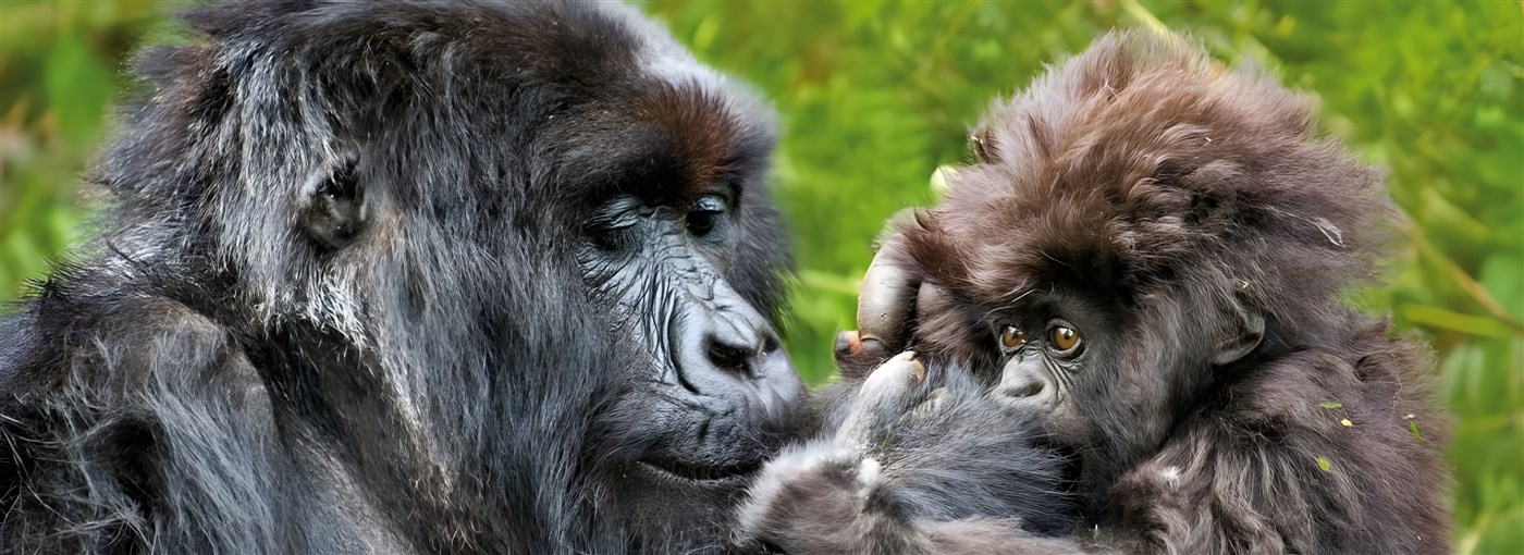 Gorilla and baby in Rwanda