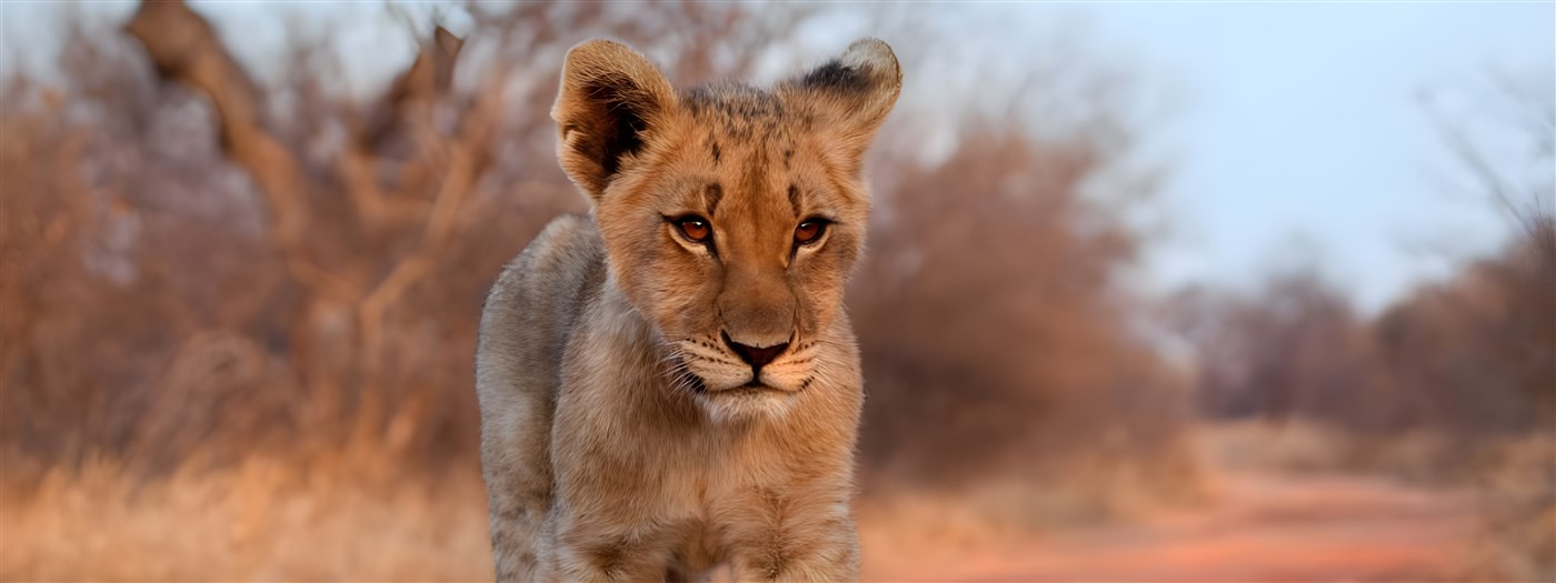 Young lion in South Africa