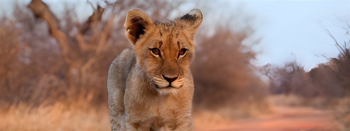 Lion cub