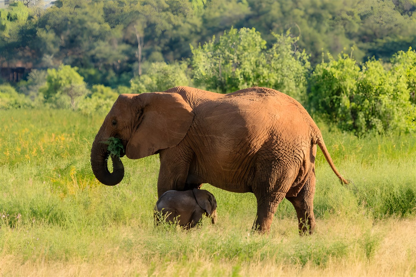 An Elephant with her calf