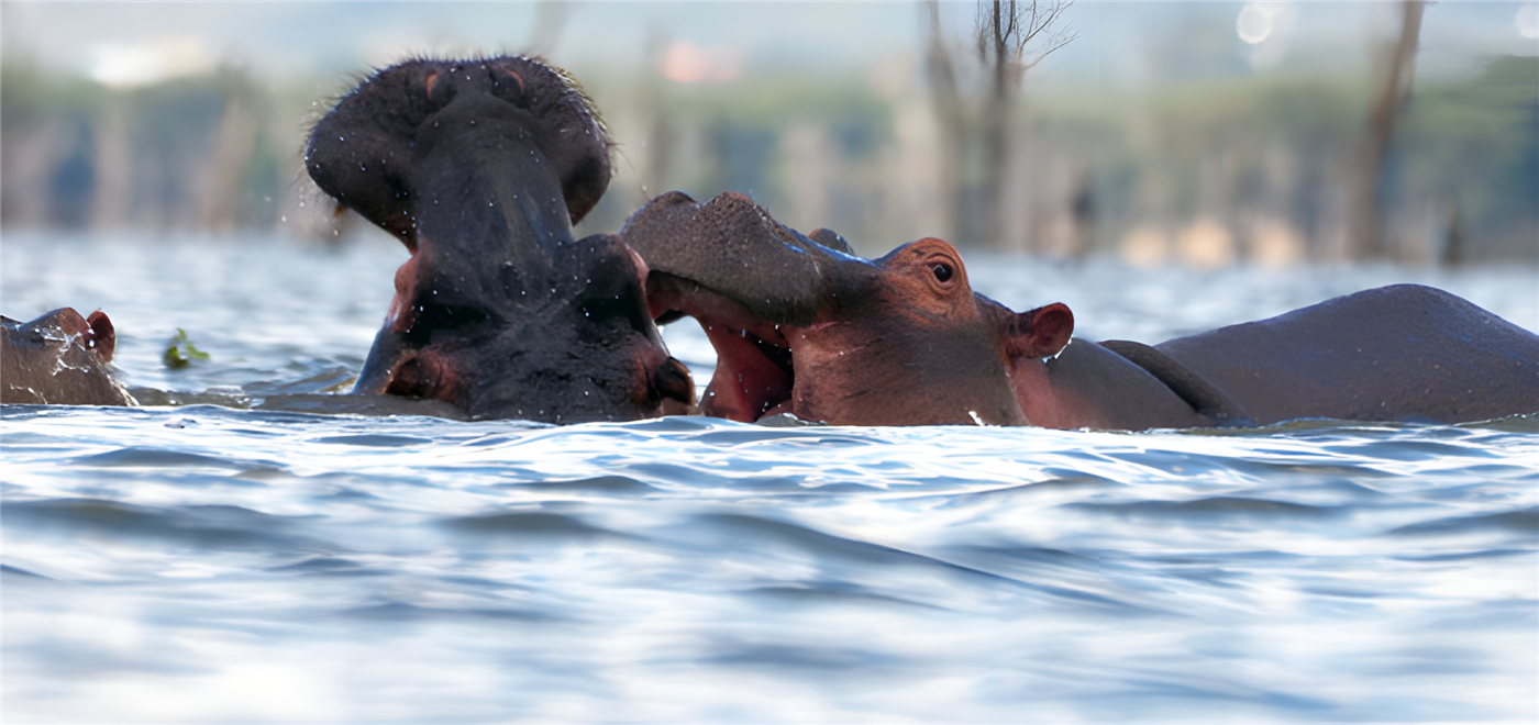 Hippos in Lake Naivasha