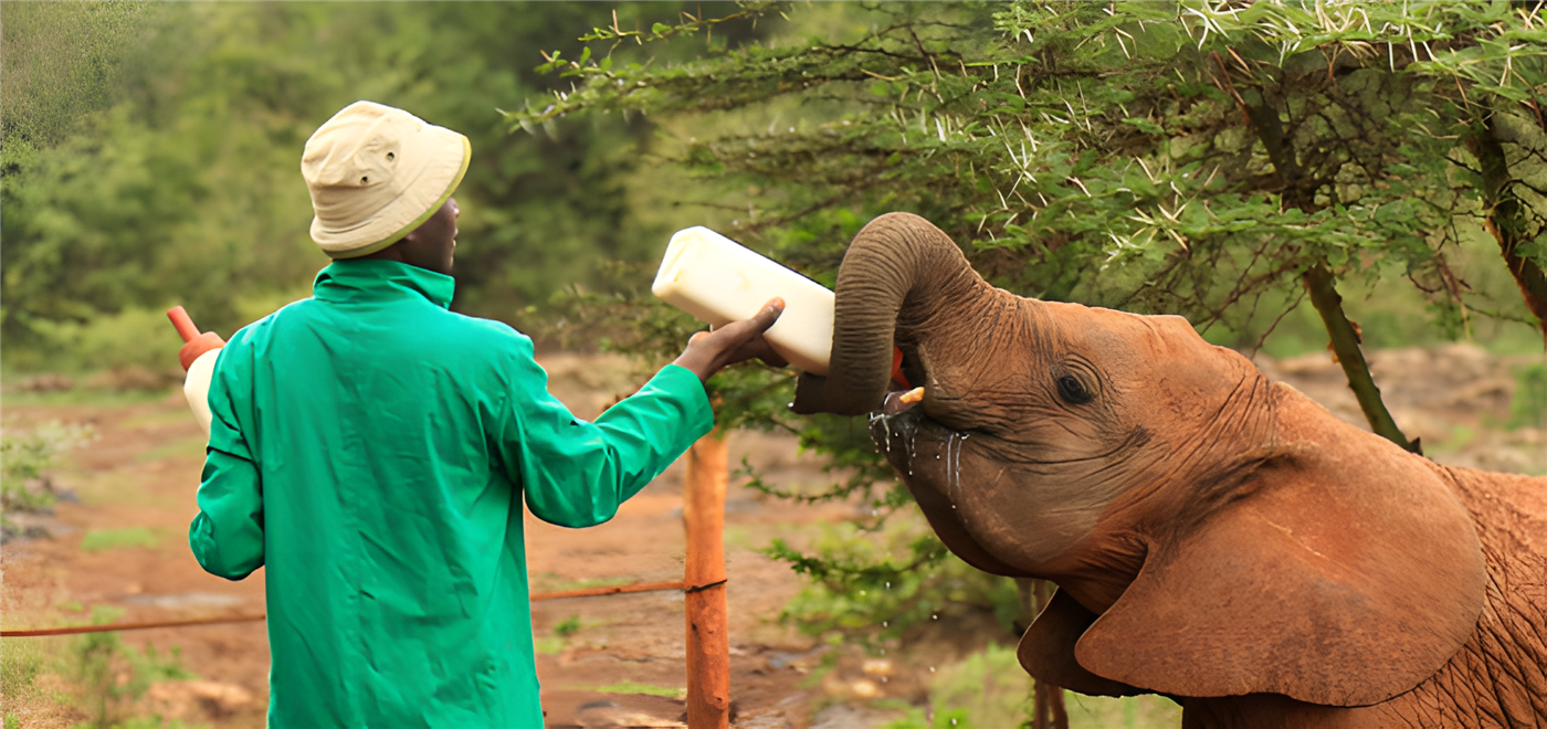 Sheldrick Wildlife Trust employeein green coat feeding a baby elephant a bottle of milk