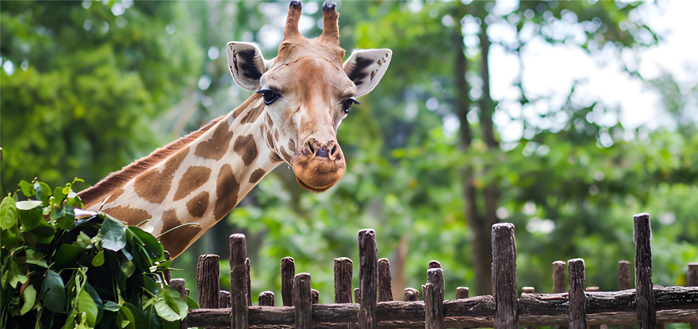 Giraffe Centre